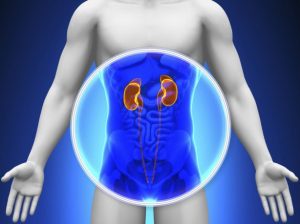 腎臟 1 161787 kidneys iStock 000027375772 Double.jpg 86a95226 c30d 4f15 9b1e b19e2aa3abbc x2 e1790754349911