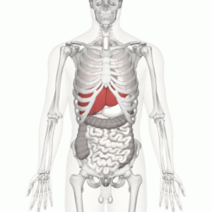 肝臟 1 Liver 01 animation1 e1790580161792