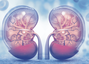 腎臟 2 Nephrology Dubai 768x538 1 e1790754367201