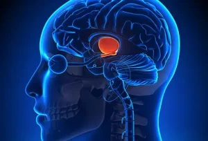hypothalamus e1790663413619