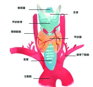 甲狀腺 5 1 2 e1791443702979