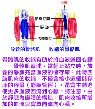 血管系統 10 1 3 e1791766161175