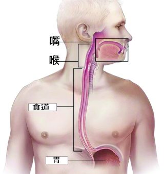 喉嚨 9 1 4 e1791777837355