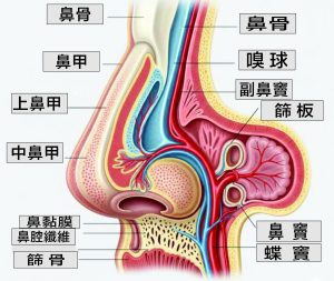 鼻子 2 1 e1791275031270