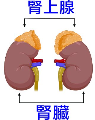 腎上腺 2 e1791440168780