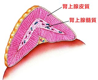 腎上腺 6 e1791440204546