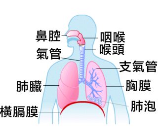 肺臟 6 e1791769360333