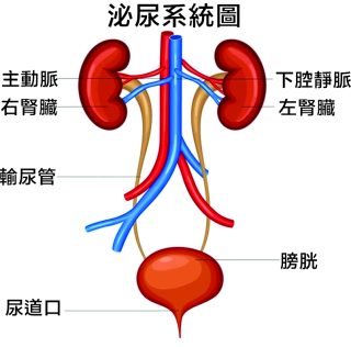 膀胱 2 e1792307506522