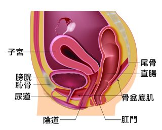 膀胱 3 e1792307518867
