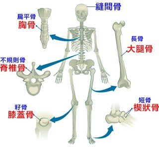 骨頭 7 e1792738935646