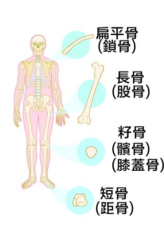骨頭 3 e1792738980150