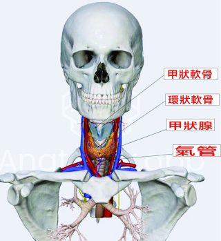 甲狀腺 1 scaled e1791443691142