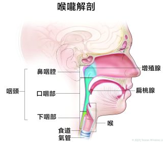 喉嚨 2 scaled e1791777805119