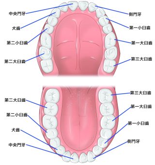 牙齒 1 scaled e1791785429705