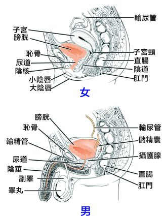 膀胱 8 scaled e1792307530838
