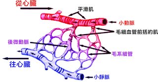 血管系統 7 00%E6%A8%99%E9%A1%8C 1 scaled e1791766186282