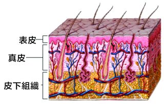 皮膚 1 00000 1 e1791345216272