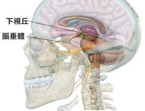 腦垂體 2 00000 e1790836572660