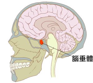 腦垂體 4 11111 e1790836560739