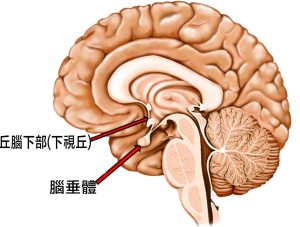 腦垂體 6 22222 e1790836546833