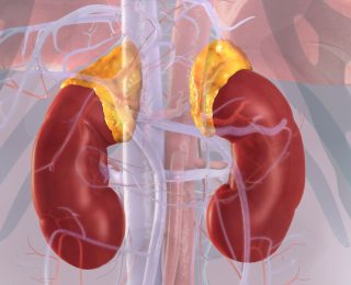 腎上腺 9 Adrenal Glands e1791440192641