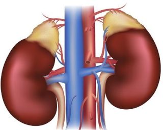 腎上腺 4 Adrenal3 e1791440178842