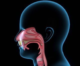喉嚨 3 Anatomy 199458398 e1571745936417 1024x850 1 e1791777795854