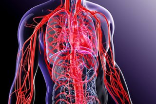血管系統 4 Blood and blood vessels e1791766135188