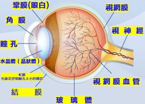 眼睛 1 EyeAnatomy Oscar Wylee Mobile Banner 770x990 e1790934991266