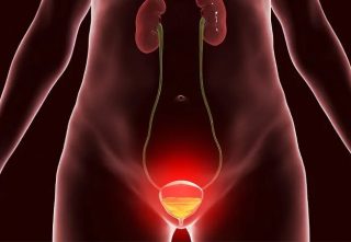 Female Bladder Illustration 1339206340 Blog MainArticleImage e1792307489491