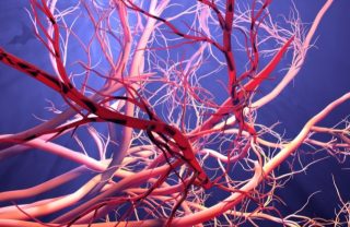 血管系統 2 Fun facts about blood vessels for kids e1791766149738