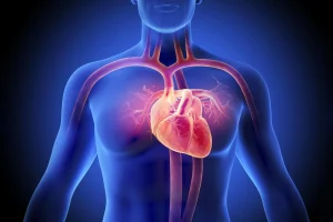 心臟 1 Heart Cardiology Man Anatomy Major Arteries e1791165491746