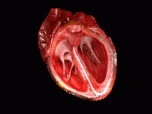 心臟 2 Heart e1791165477690