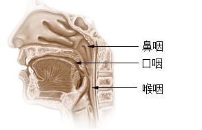 喉嚨 5
