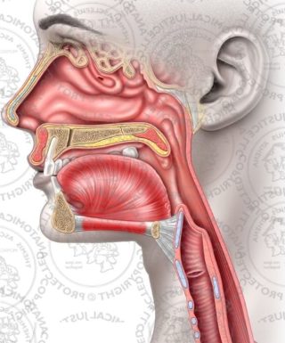 喉嚨 7 S09050 norm anat throat r f nt e1791777824815