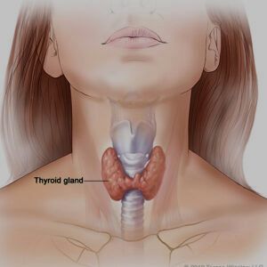 甲狀腺 10 Thyroid gland 300x300 1