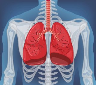 肺臟 4 What Happens if One Lung is Removed scaled 1 e1791769369915