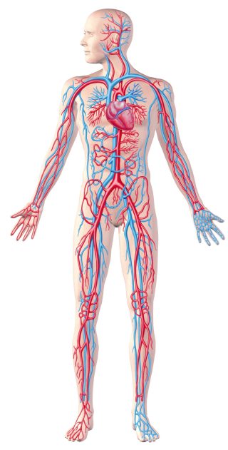 血管系統 1 blood vessel network scaled e1791766175843