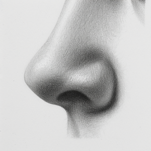 鼻子 10 dreamvine a pencil drawing sketch of a human nose 16a68646 4bae 447d 95e9 59440818c09f 300x300 1
