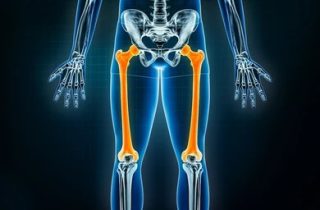 骨頭 5 femur thigh bone xray front 260nw 2219926069 e1792738946419