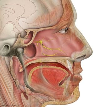 human nose works 800x800 1 e1791275022489
