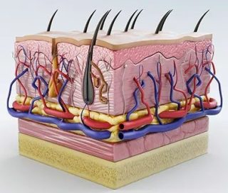 皮膚 2 humman anatomy of the skin e1791345205691