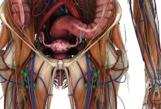 卵巢 3 ovary e1791965193775