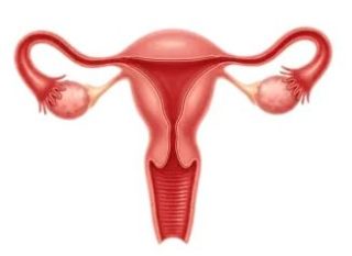 子宮 5 pngtree female reproductive system anatomy detailed illustration of uterus and ovaries png image 16792633 e1792045281193