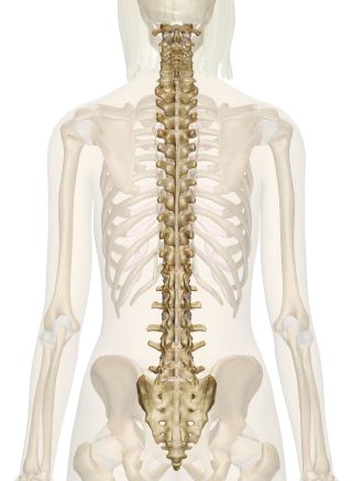 spine scaled e1792829724979