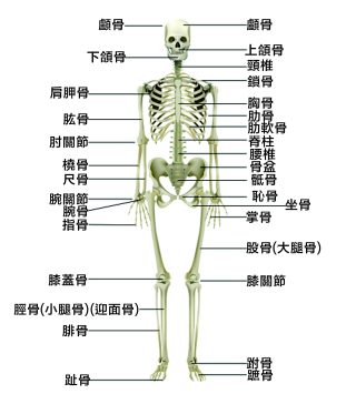 骨頭 10 v%E5%85%A8%E8%BA%AB%E9%AA%A8%E9%A0%AD e1792738912434
